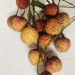 IMG_0005.jpeg