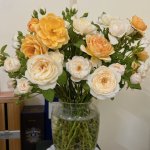 IMG_0536.jpeg