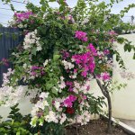 IMG_3691.jpeg