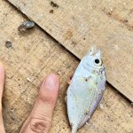 IMG_8062.jpeg