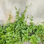 IMG_2623.jpeg