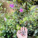 IMG_2606.jpeg