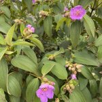 IMG_2626.jpeg