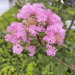 IMG_0061.jpeg
