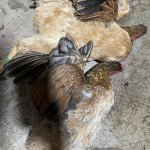 IMG_2632.jpeg