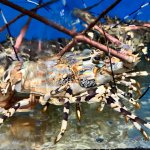 IMG_5912.jpeg