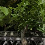IMG_8548.jpeg