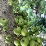 IMG_0625.jpeg