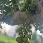 IMG_0623.jpeg