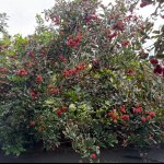 IMG_9255.jpeg