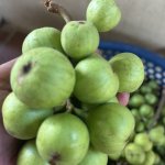IMG_0627.jpeg
