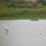 IMG_1194b.jpg