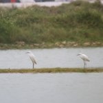 IMG_1200b.jpg