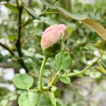 5490C250-748B-4C18-BCFD-0BFBEE37E747.jpeg