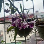 IMG_0626.jpeg