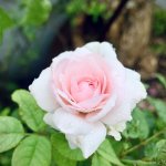 2CB9CF20-F020-454E-ABE0-EC9BC70B4C45.jpeg