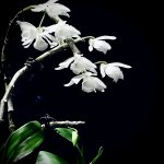 88572AFA-1AA9-489A-AAEC-8F3745F68516.jpeg