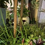 IMG_0738.jpeg
