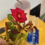 IMG_0600.jpeg