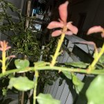 IMG_0599.jpeg