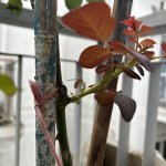 IMG_0751.jpeg