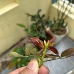 IMG_0748.jpeg