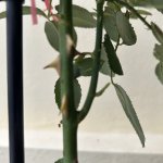 IMG_0746.jpeg
