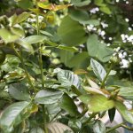 IMG_0749.jpeg