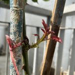 IMG_0661.jpeg