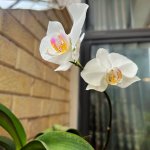 IMG_0657.jpeg