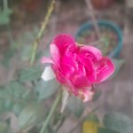 20250711_103152.jpg