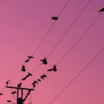 IMG_8533.jpeg