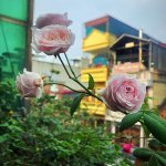 IMG_3673.jpeg