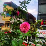 IMG_8888.jpeg