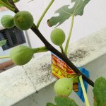 IMG_1738.jpeg
