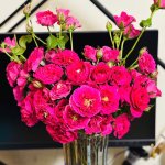 IMG_0766.jpeg