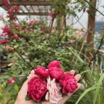IMG_8654.jpeg