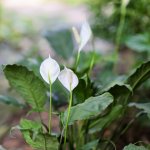 IMG_1159.jpeg