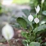 IMG_1158.jpeg