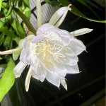 IMG_0667.jpeg