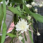 IMG_0665.jpeg