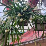 IMG_0668.jpeg