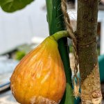 IMG_1741.jpeg