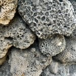 IMG_6278.jpeg