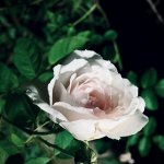 663DE121-1C1E-48EA-91FD-3C6B9A43FE34.jpeg