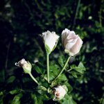 B8CF19F9-B47A-4E25-812B-82809ACCCD2F.jpeg