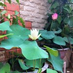 IMG_3126.jpeg