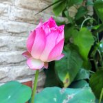 IMG_3127.jpeg
