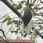 IMG_0118.jpeg