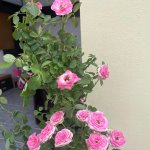 IMG_0810.jpeg
